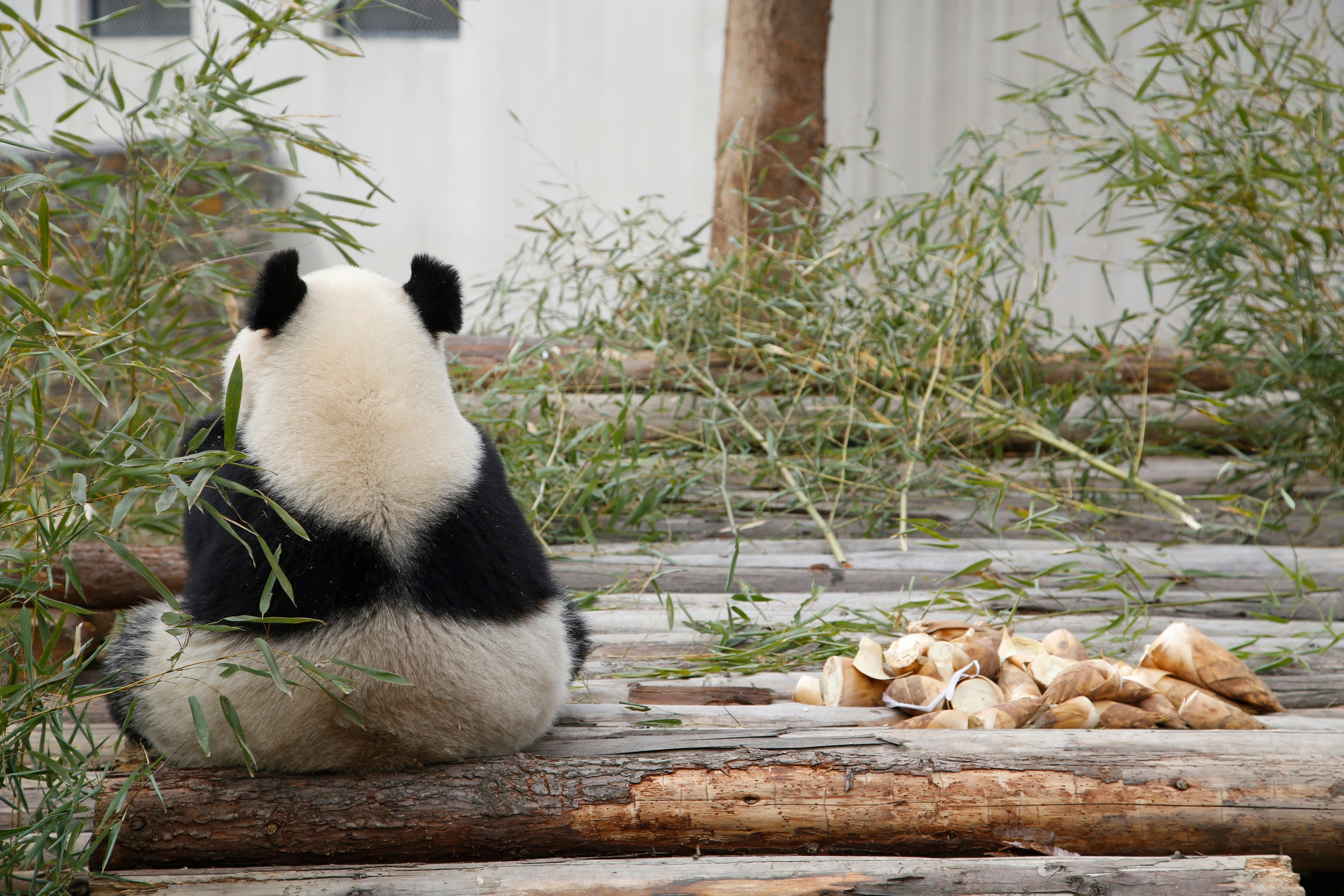 A panda turning its back while eating bamboo